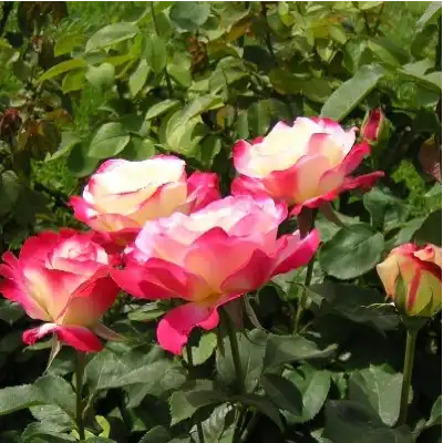 Trandafir cu parfum intens - Trandafiri - Double Delight - 